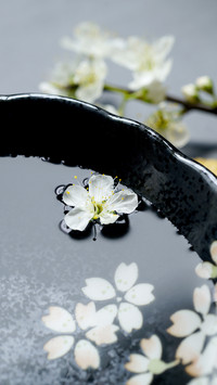 21 common questions about sake 8