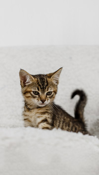 Kitten striped sitting on a white blanket