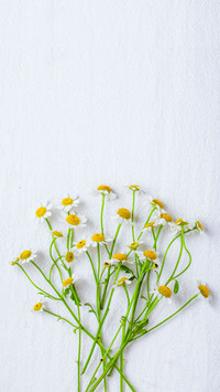 Small Fresh Chamomile Flowers