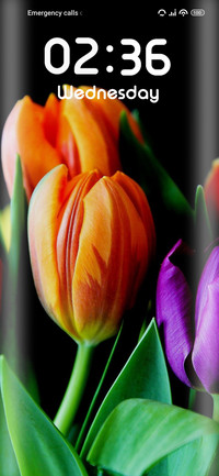 Tulips