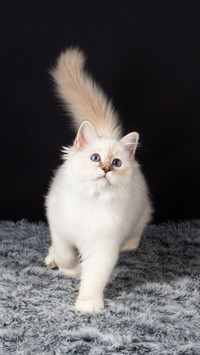 Cat3