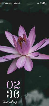 Blush Lily