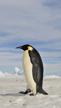 Penguin Walking on The Snow