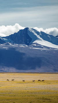 不如去西藏旅行