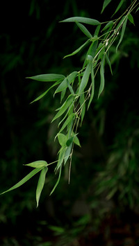 Bamboo will die if it blooms