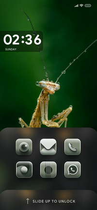 Wildlife_Mantis