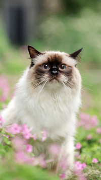 Longhaired siamese cat