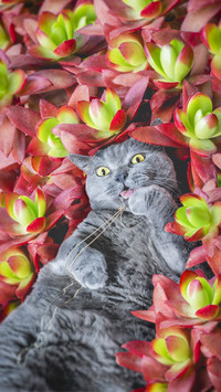 Keep cats without flowers 12