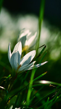 Scallions and lotus flowers in the morning light