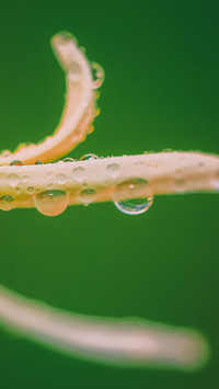 水珠