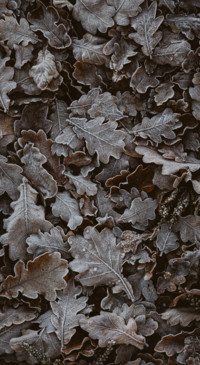 Texture &amp; Pattern (34)