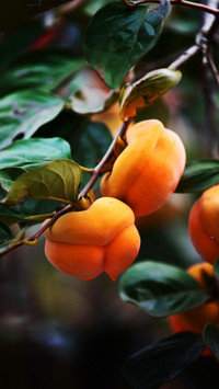 How to eat persimmons 28