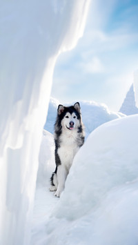 Cold knowledge of dogs 26