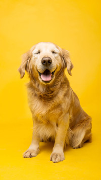 宠物金毛犬-视觉中国
