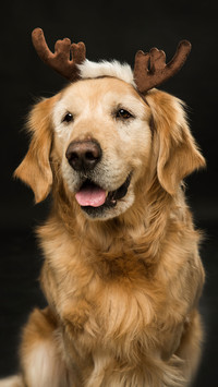 宠物金毛犬-视觉中国