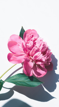 Floral B1 (11)