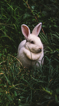Rabbit (1)