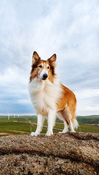 Hazards of walking dog without rope 0