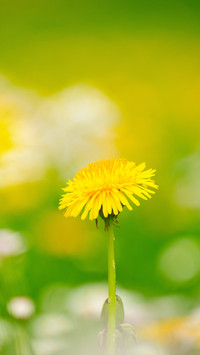 Flowers in the Corner