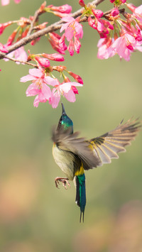 The forked sunbird and cherry blossoms
