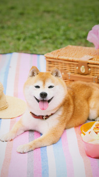 柴犬物语