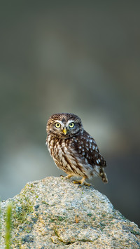 Owl at sunrise. Little owl, Athene noctua