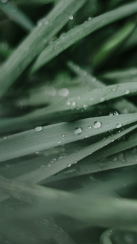 雨水