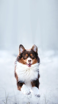 Australian Shepherd dog brown color in nature
