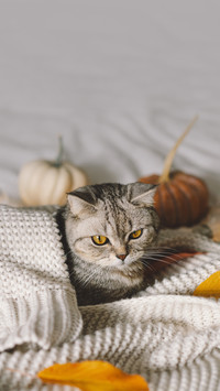 被惯坏的猫咪都是这样的