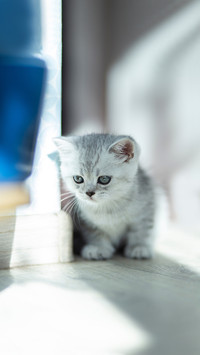 Cute little striped british grey Kitten cat sitting on floor