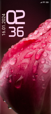 Rain tulip