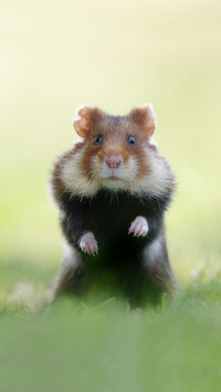 What hamsters use to grind their teeth