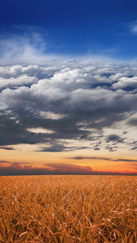 Farmland fields