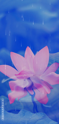 莲