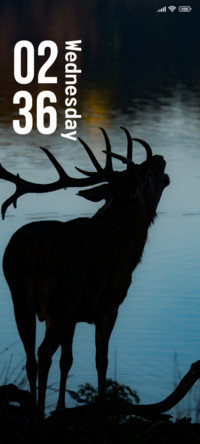 Deer Sea