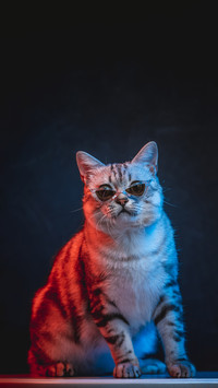 Glasses beauty short cat 19