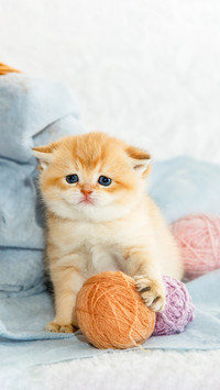 Kitten playing balls skeins of thread white background