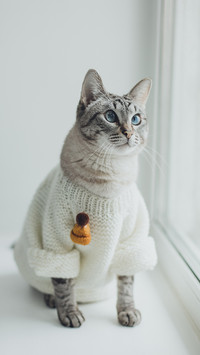 猫咪会记仇嘛