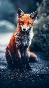 Portrait of a red fox