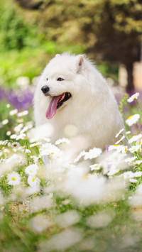 How lazy samoye is