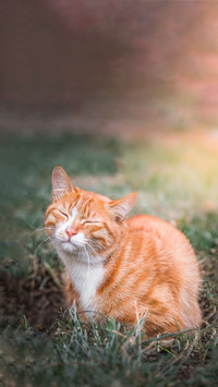 Cats cant taste the sweetness