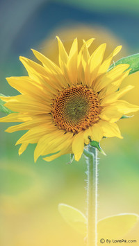 LovePik-plant (3)