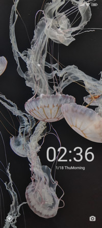 White jellyfish