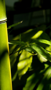 Light and shadow bamboo grove