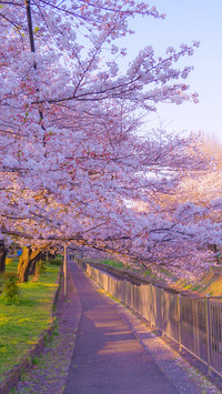 Cherry blossoms in splendor