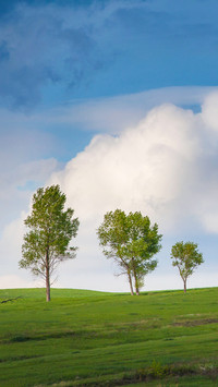 Fieldscape with three trees under a beautiful cloudy sky
