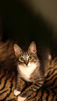 Striped kitten sits on the bed in the room