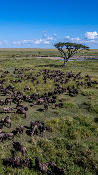 The animals of the serengeti steppe