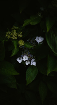 Macro Photography (37)