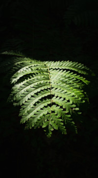 Macro Photography (30)